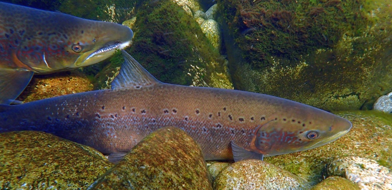 Status of wild Atlantic salmon in Norway 2025