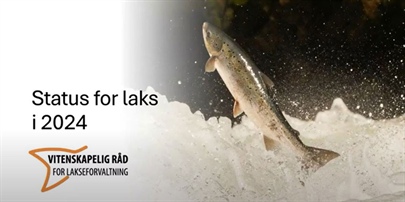 Status for villaks 2024 - se opptak av lanseringswebinaret