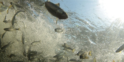 Vitenskapsrådet fraråder fiskeutsettinger