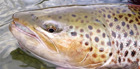 Threats to sea trout in Norway